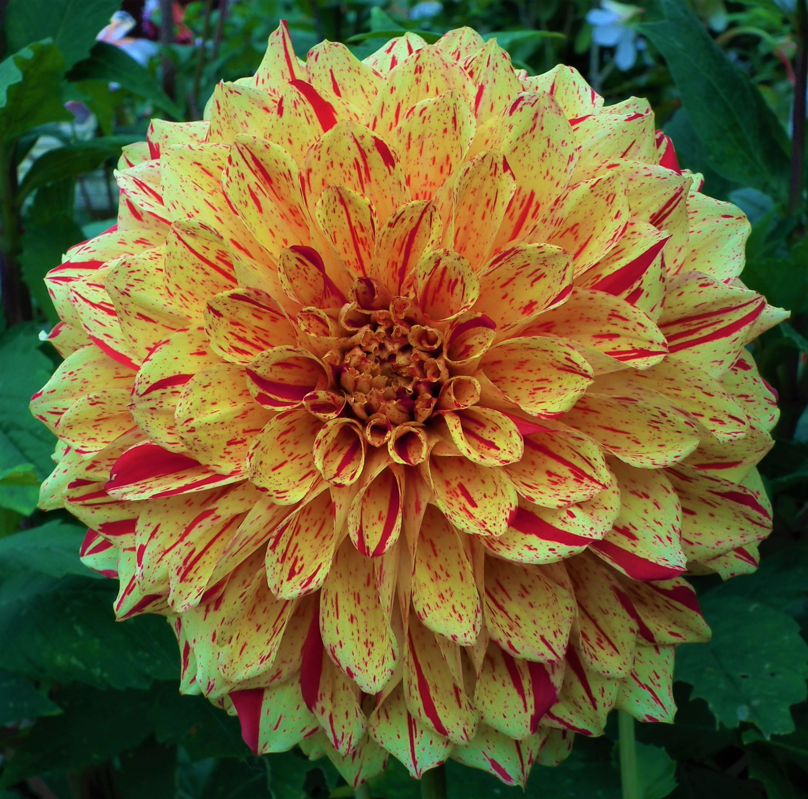 Dahlia Painted Madam